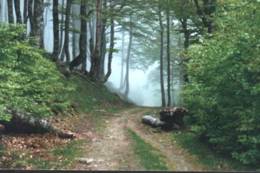 Towards Roncesvalles